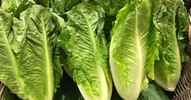 Health Benefits of Eating Lettuce for Skin, Hair, and Health