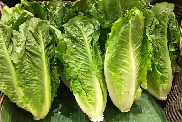 Health Benefits of Eating Lettuce for Skin, Hair, and Health