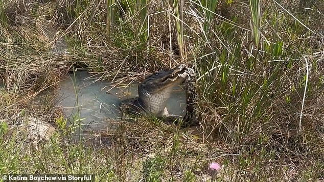 Peak Florida! Moment Massive Alligator Chomps Down On Huge Python In ...