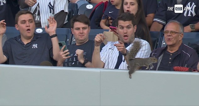 Yankees fans react in amazement as a VERY bold squirrel makes a