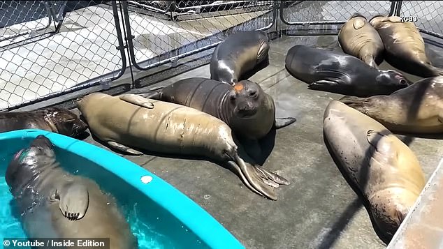 Sea lions maul California beachgoers - scientists think they've gone