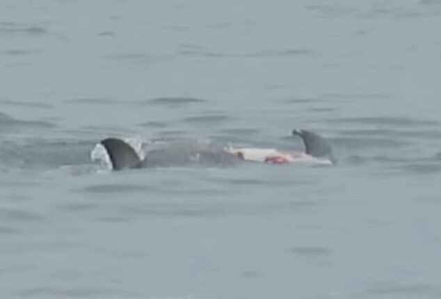 shocking-footage-captures-the-moment-a-shark-is-seen-eating-a-dolphin