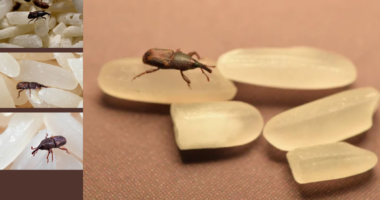 Are Rice Weevils Harmful or Safe to Eat?