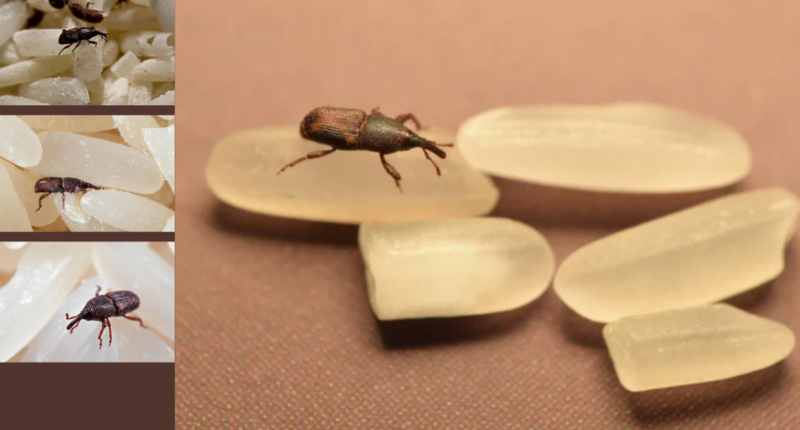 Are Rice Weevils Harmful or Safe to Eat?