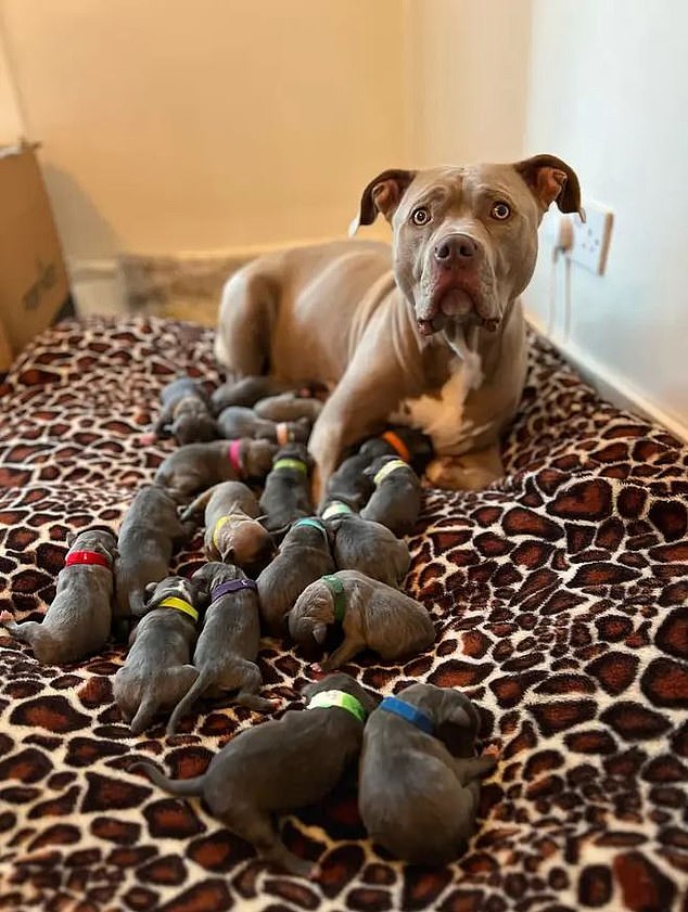 Im Terrified My 18 Xl Bully Puppies Will Be Put Down After Government Ban Owner Says It Would 