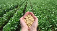15 Soybean Benefits for Females' Health