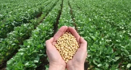 15 Soybean Benefits for Females' Health