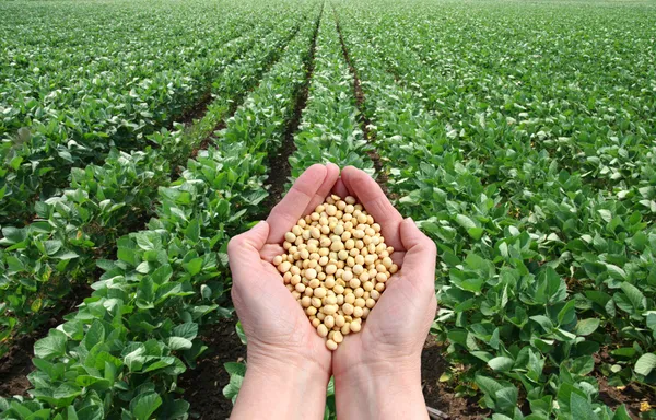 15 Soybean Benefits for Females' Health