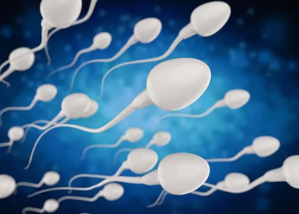 Cylicins Found to be Crucial for Sperm Formation and Fertility -