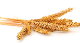 New Study Identifies Factors Linked to Food Allergy Development