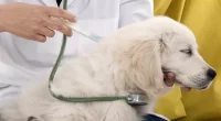 Linking Pet Vaccinations and Human Vaccine Hesitancy - Key Facts
