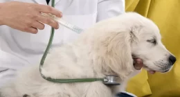 Linking Pet Vaccinations and Human Vaccine Hesitancy - Key Facts