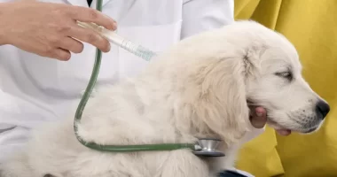 Linking Pet Vaccinations and Human Vaccine Hesitancy - Key Facts