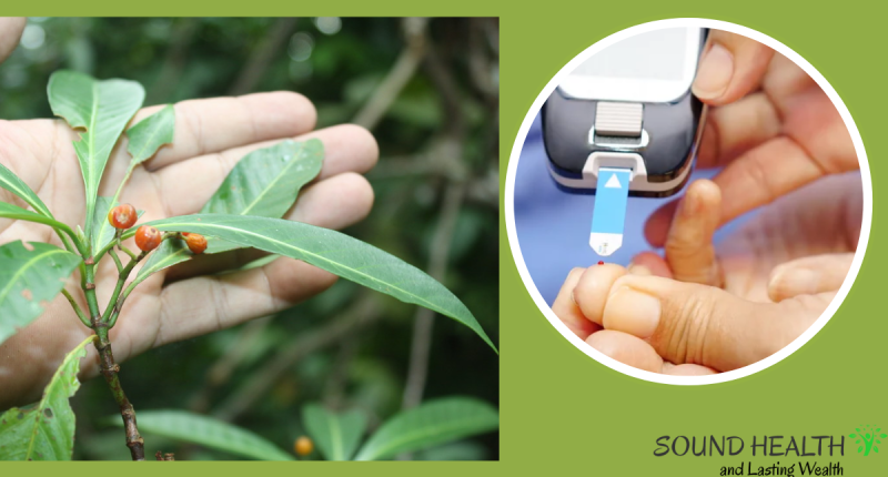 Psychotria malayana Jack leaf extract: Can It cure diabetes with lower toxicity?