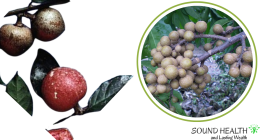 Sweet Protein Alternatives: Health Benefits and Natural Ingredients Key to Promoting Consumer Adoption