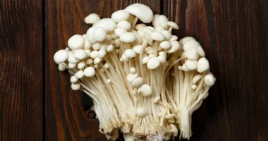 Mushroom Consumption linked to Better Cognitive Performance - Study