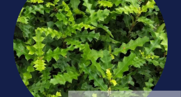 Does Thai herb medicine have wound-healing benefits?