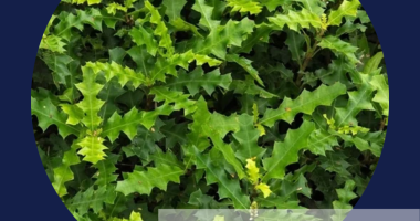 Does Thai herb medicine have wound-healing benefits?