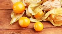 Health benefits of golden berries in diabetic and obese