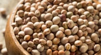 8 Proven Health Benefits of Fio Fio (Pigeon peas)