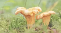 Reasons these anti-cancer mushrooms should be added in our diet