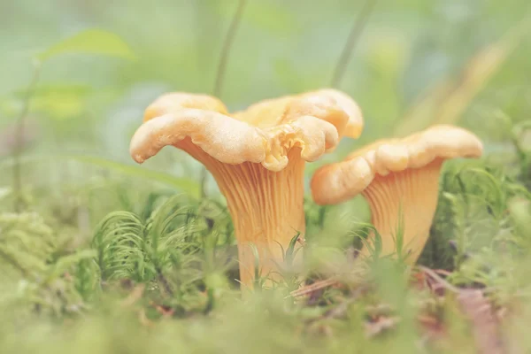 Reasons these anti-cancer mushrooms should be added in our diet