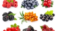 Can eating berry reduce stress-related disease risk adults?