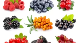 Can eating berry reduce stress-related disease risk adults?