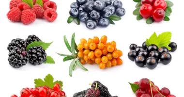 Can eating berry reduce stress-related disease risk adults?
