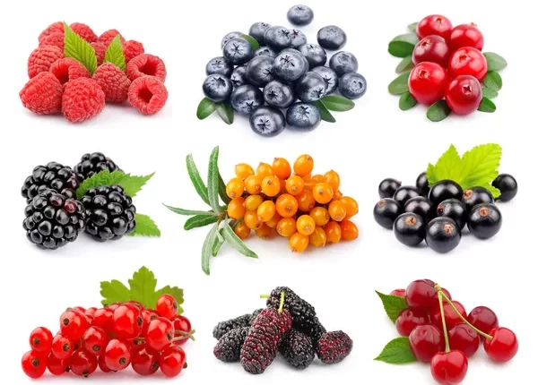 Can eating berry reduce stress-related disease risk adults?