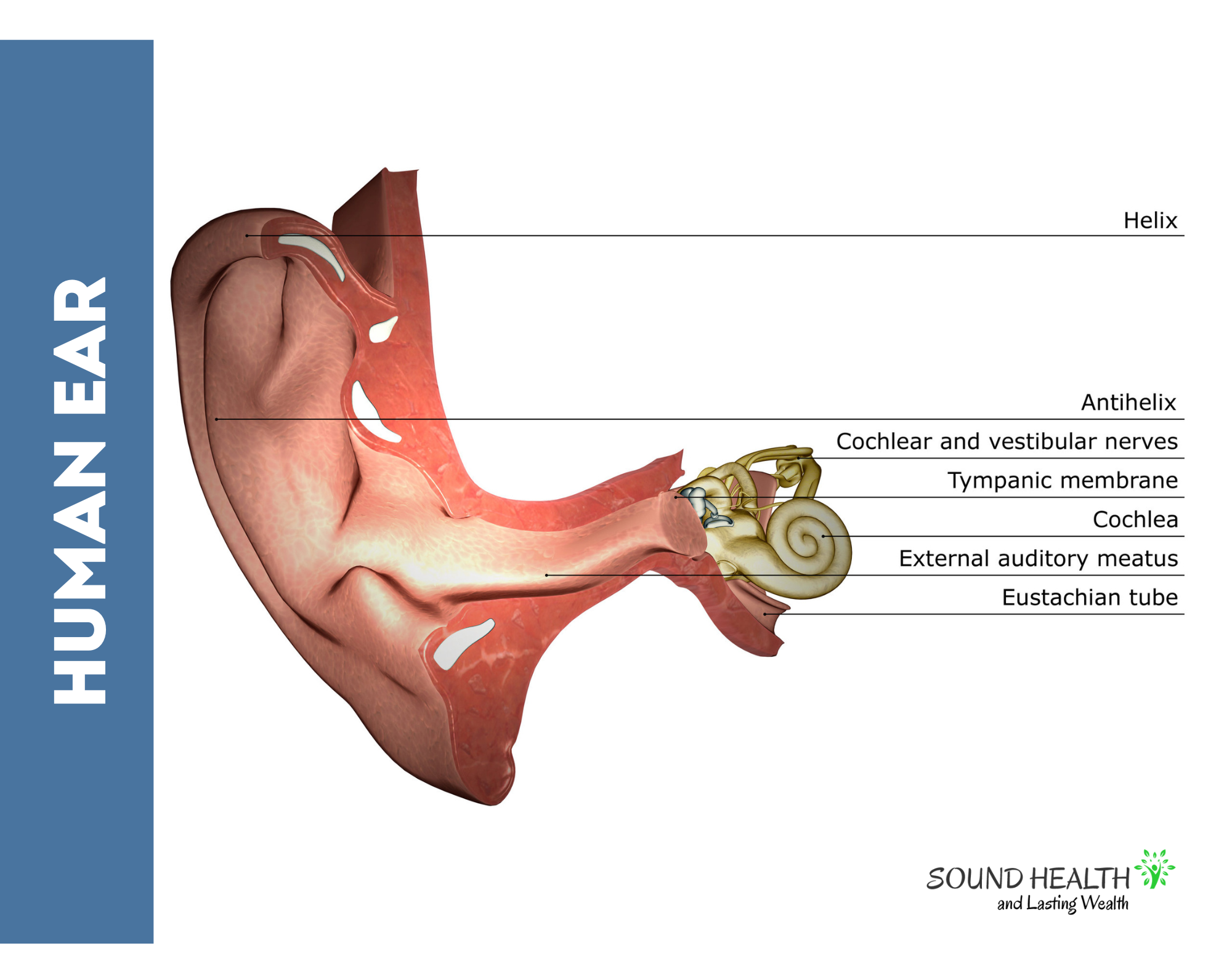 Human ear anatomy poster