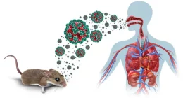 Hantavirus Infection: Causes, Symptoms, and Prevention