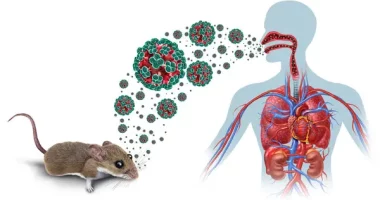 Hantavirus Infection: Causes, Symptoms, and Prevention